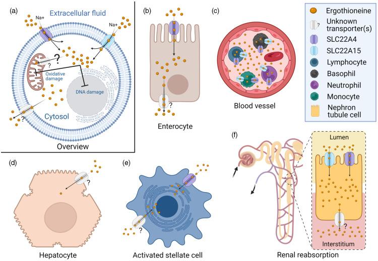 https://cdn.ncbi.nlm.nih.gov/pmc/blobs/d854/9816654/77cfe7c03035/S0007114522003592_fig2.jpg