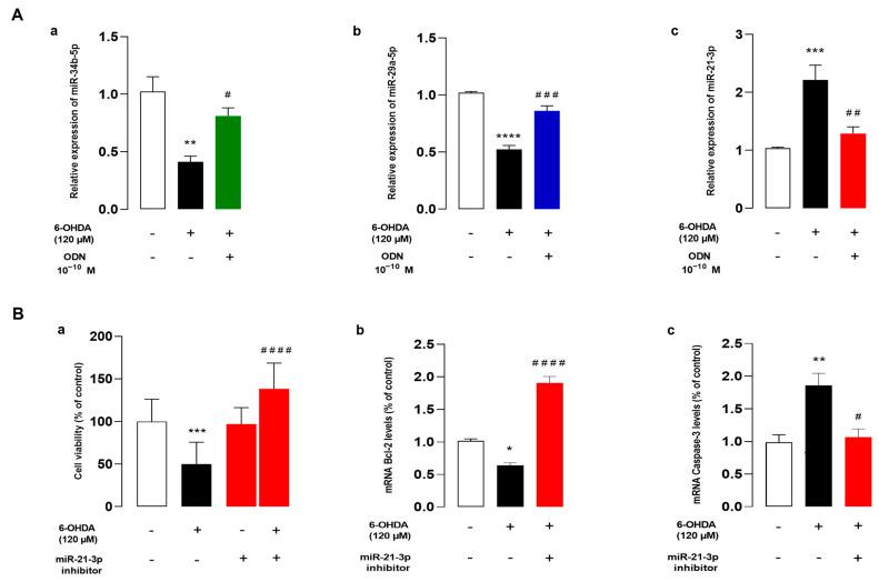 https://cdn.ncbi.nlm.nih.gov/pmc/blobs/d866/11487398/d1c31fd9367d/cells-13-01188-g005.jpg