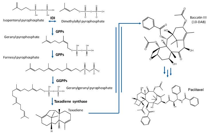 https://cdn.ncbi.nlm.nih.gov/pmc/blobs/d867/7767101/b101423a2d57/molecules-25-05986-g001.jpg