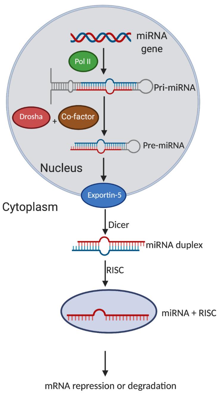 https://cdn.ncbi.nlm.nih.gov/pmc/blobs/d886/7792779/57c637209a44/cancers-13-00012-g001.jpg