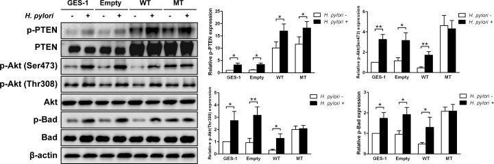 https://cdn.ncbi.nlm.nih.gov/pmc/blobs/d8a6/4741650/fc3d344badef/oncotarget-06-31916-g005.jpg
