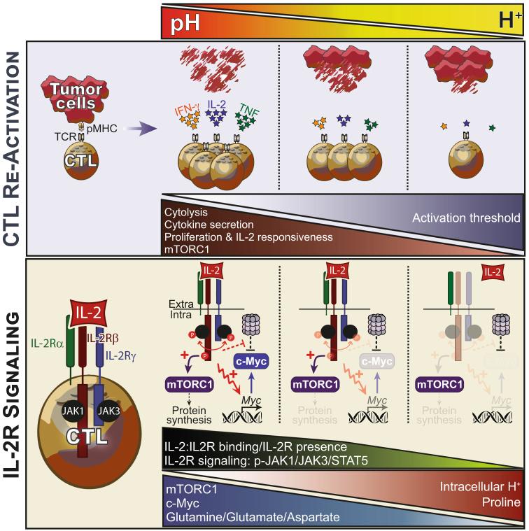 https://cdn.ncbi.nlm.nih.gov/pmc/blobs/d8c3/11535206/148125705af3/44318_2024_235_Fig13_ESM.jpg