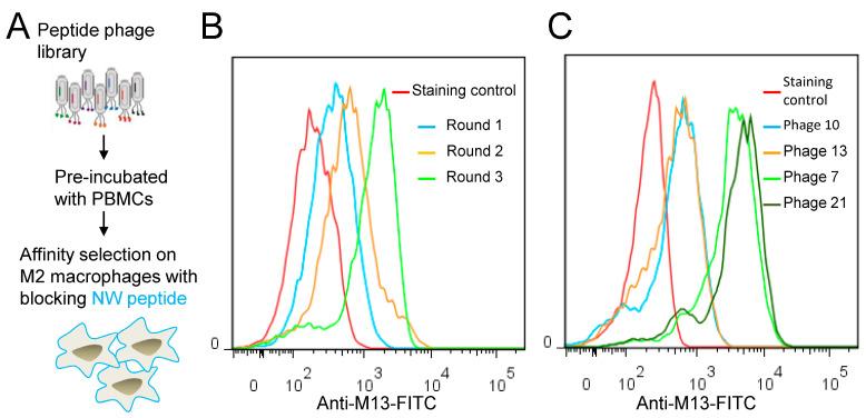 https://cdn.ncbi.nlm.nih.gov/pmc/blobs/d8cc/10093000/445c92b65fc9/cancers-15-02009-g005.jpg