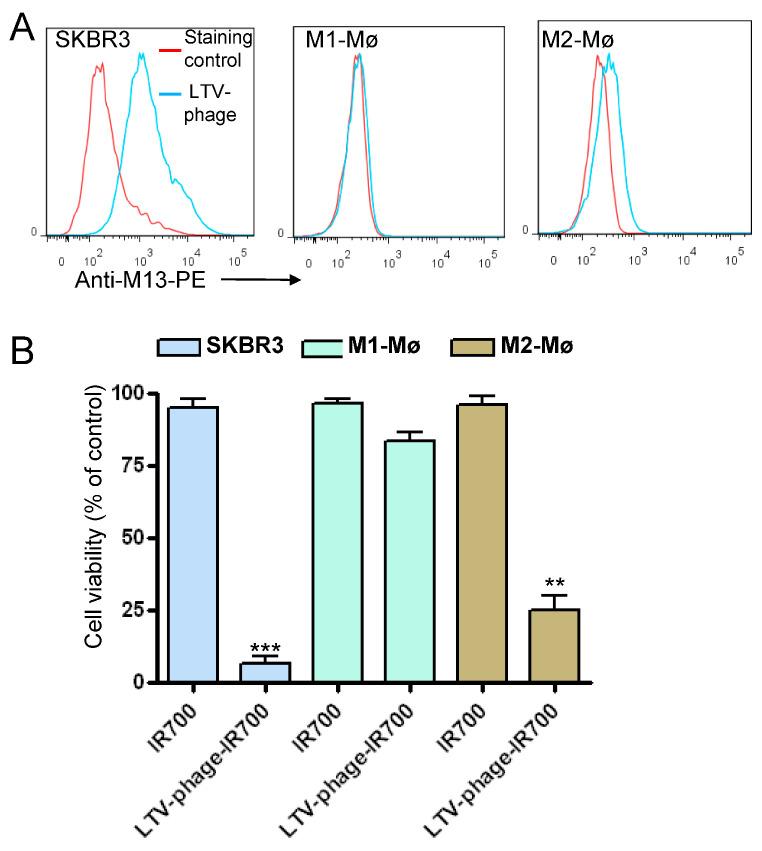 https://cdn.ncbi.nlm.nih.gov/pmc/blobs/d8cc/10093000/811d6cb253ce/cancers-15-02009-g010.jpg