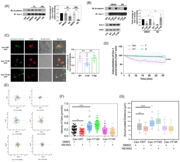 https://cdn.ncbi.nlm.nih.gov/pmc/blobs/d8de/9368491/18b125bc6793/cells-11-02461-g005.jpg