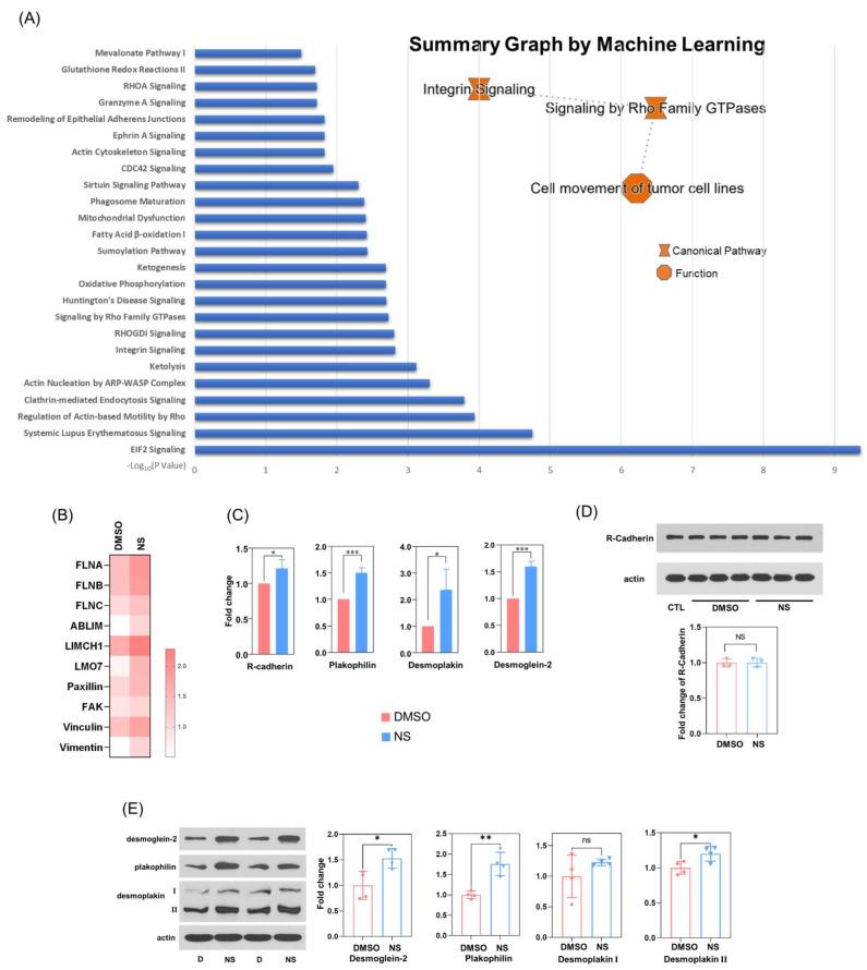 https://cdn.ncbi.nlm.nih.gov/pmc/blobs/d8de/9368491/4c8593a0643a/cells-11-02461-g006.jpg
