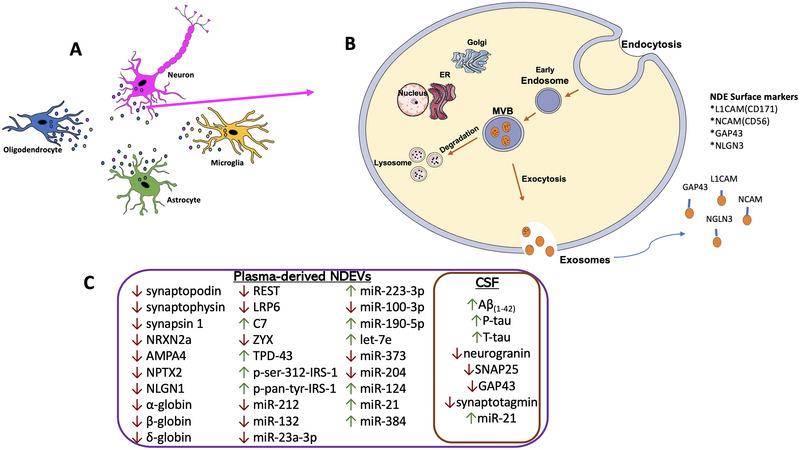 https://cdn.ncbi.nlm.nih.gov/pmc/blobs/d8f4/12160402/4713b418267a/DNEU-85-0-g001.jpg