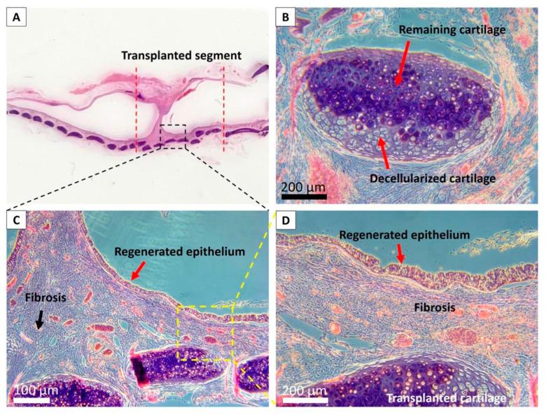 https://cdn.ncbi.nlm.nih.gov/pmc/blobs/d914/8230409/92d2048224c2/biomolecules-11-00866-g008.jpg