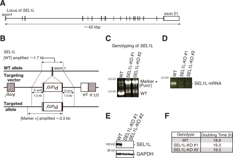 https://cdn.ncbi.nlm.nih.gov/pmc/blobs/d926/11630818/4538d25a8811/elife-93117-fig1-figsupp3.jpg