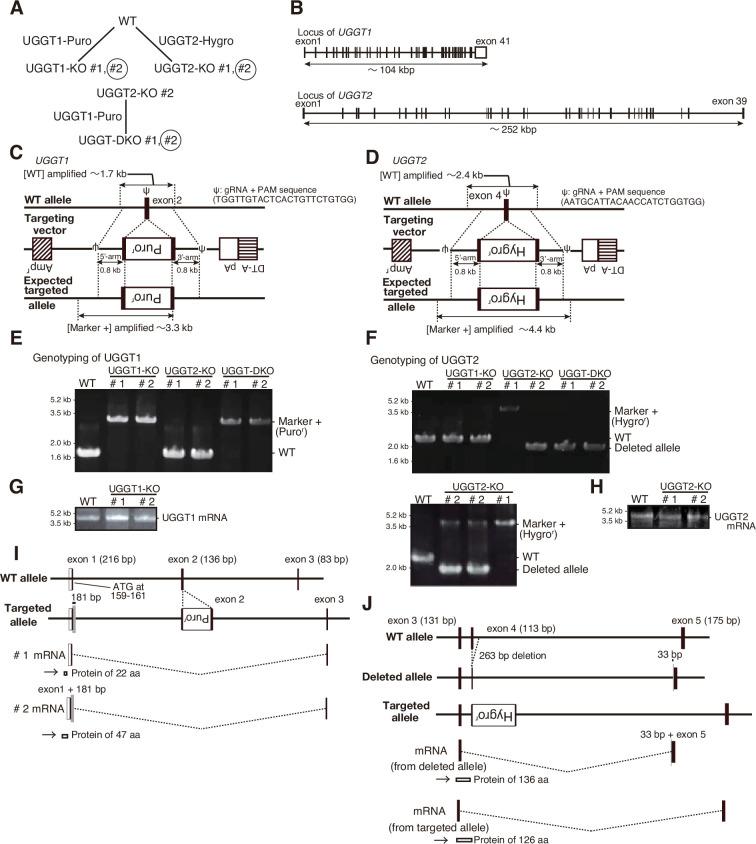 https://cdn.ncbi.nlm.nih.gov/pmc/blobs/d926/11630818/471344a66faf/elife-93117-fig1-figsupp1.jpg