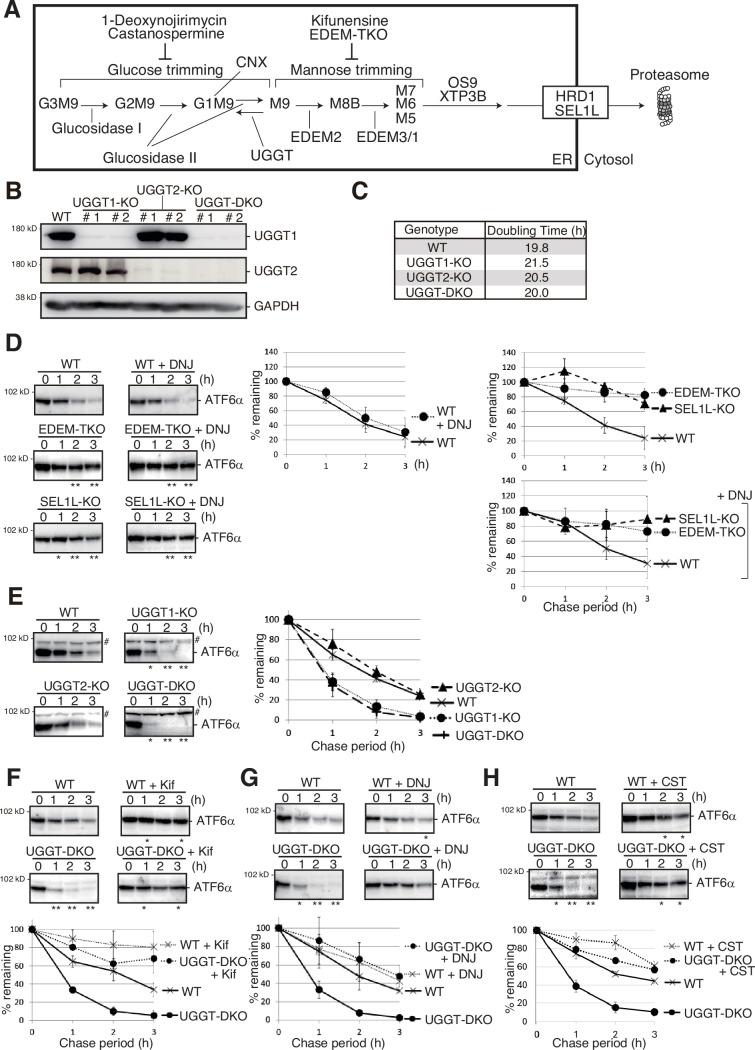 https://cdn.ncbi.nlm.nih.gov/pmc/blobs/d926/11630818/c92ff15a86f4/elife-93117-fig1.jpg