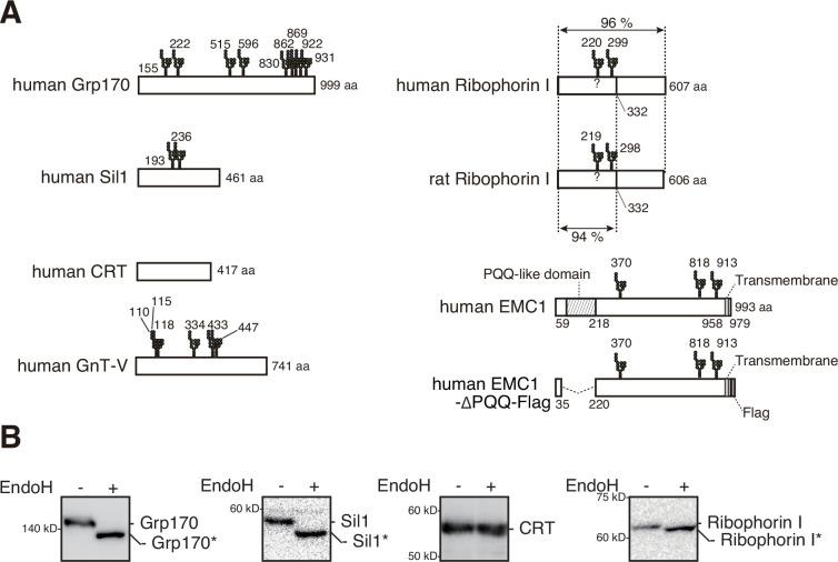 https://cdn.ncbi.nlm.nih.gov/pmc/blobs/d926/11630818/ce6658fc2808/elife-93117-fig3-figsupp1.jpg