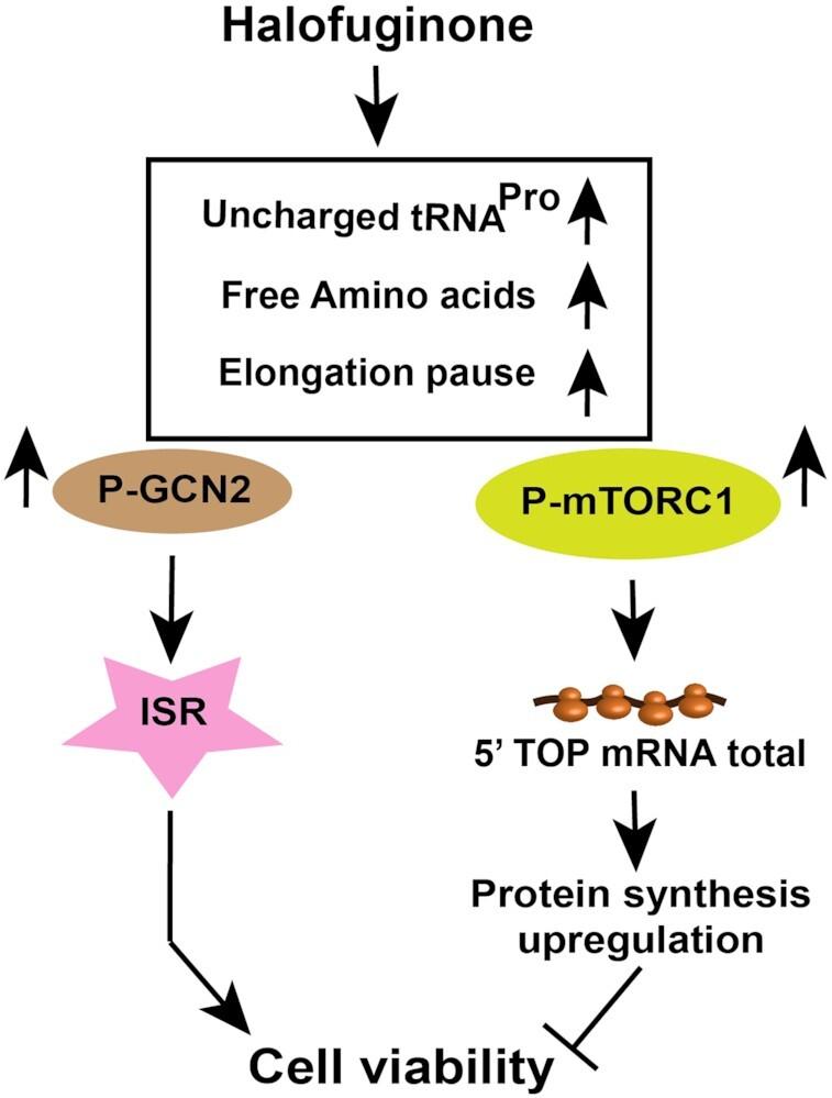 https://cdn.ncbi.nlm.nih.gov/pmc/blobs/d956/8191763/32d7ed34e839/gkab362fig7.jpg