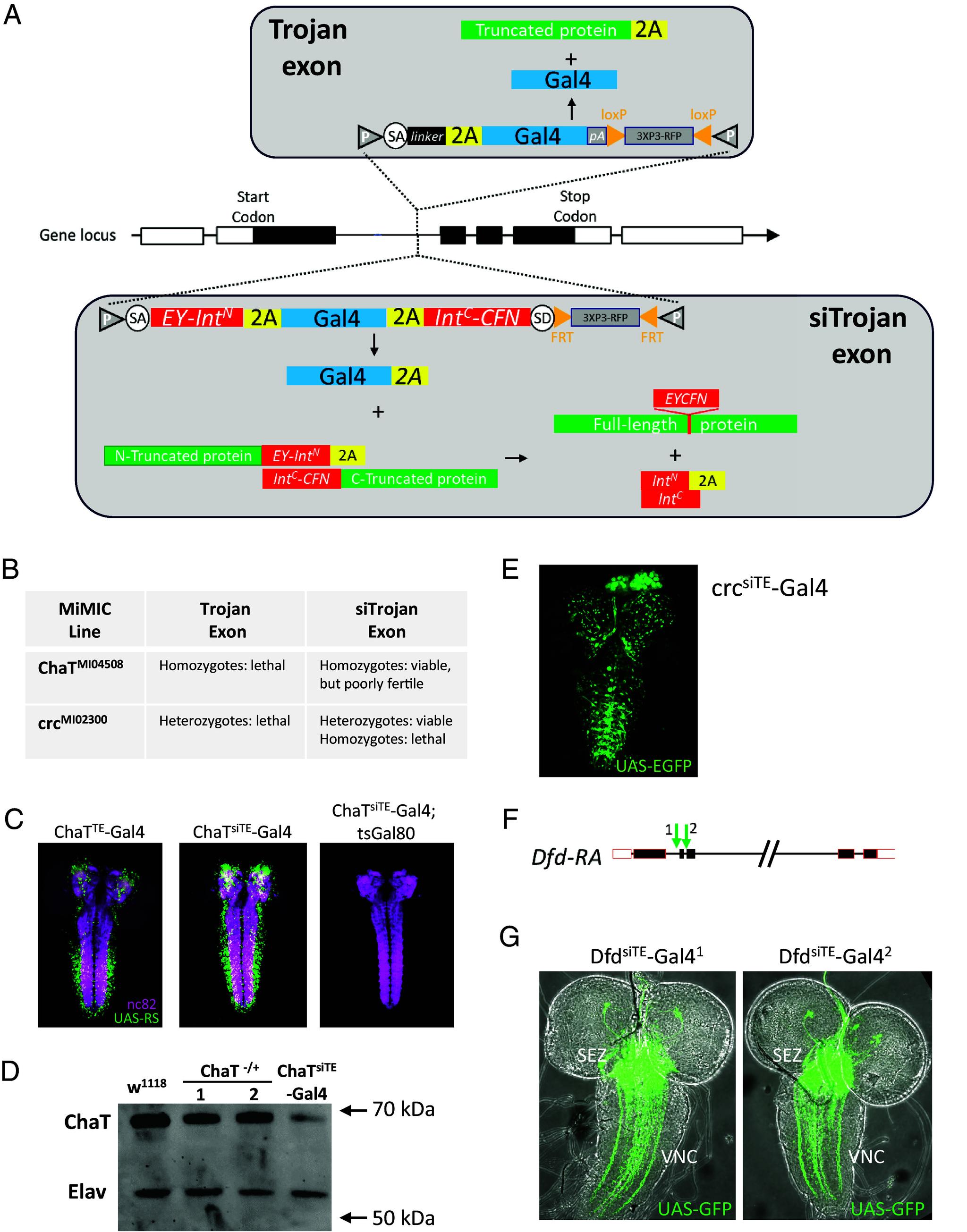 https://cdn.ncbi.nlm.nih.gov/pmc/blobs/d960/11047080/35932f623b89/pnas.2317083121fig01.jpg