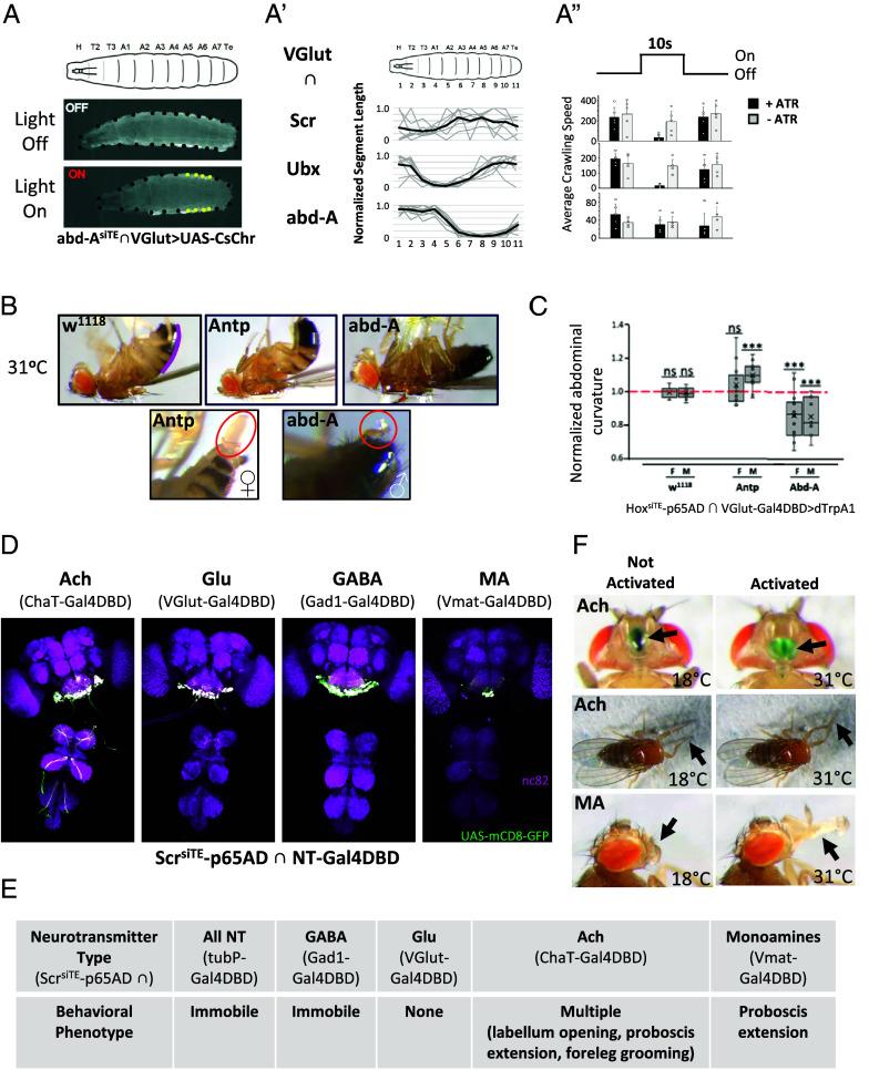 https://cdn.ncbi.nlm.nih.gov/pmc/blobs/d960/11047080/4a9945133478/pnas.2317083121fig04.jpg