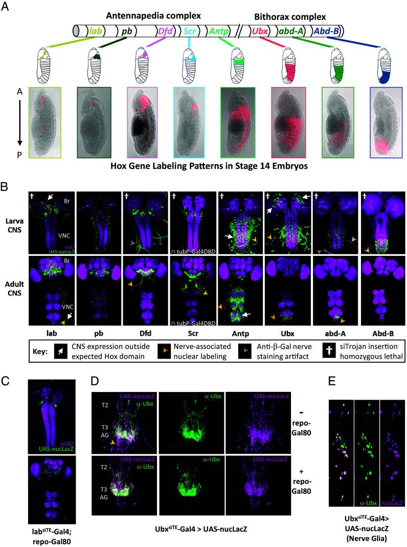 https://cdn.ncbi.nlm.nih.gov/pmc/blobs/d960/11047080/f721a800b69f/pnas.2317083121fig02.jpg