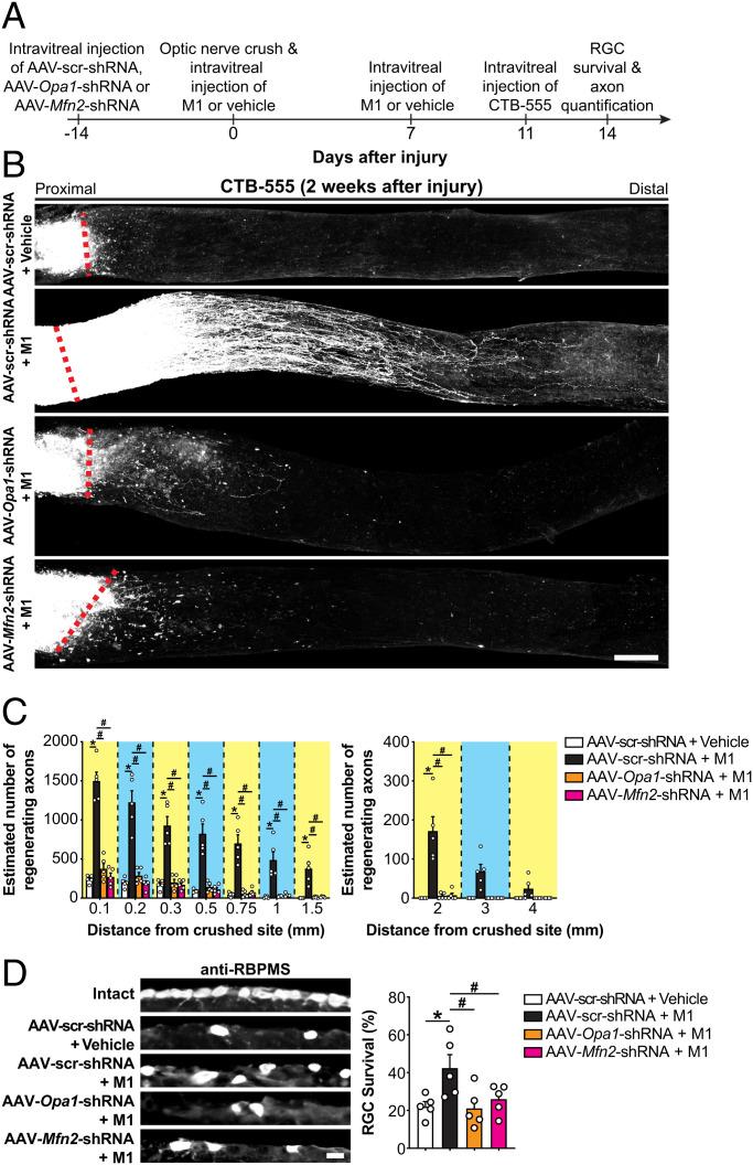 https://cdn.ncbi.nlm.nih.gov/pmc/blobs/d982/9636930/841d2a6a52e7/pnas.2121273119fig08.jpg