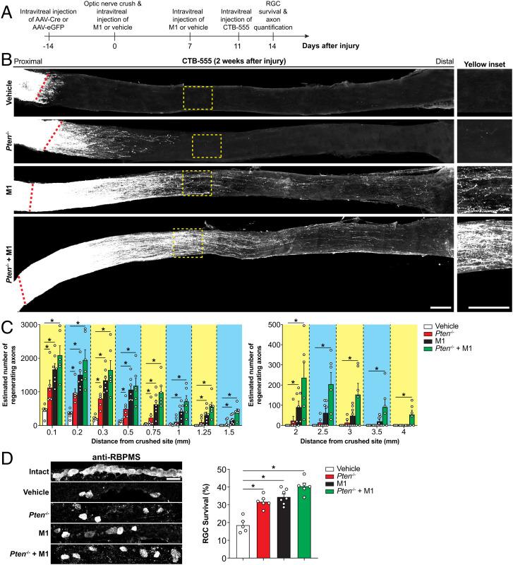 https://cdn.ncbi.nlm.nih.gov/pmc/blobs/d982/9636930/8b0e2a8de413/pnas.2121273119fig04.jpg
