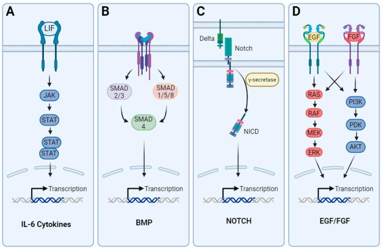https://cdn.ncbi.nlm.nih.gov/pmc/blobs/d988/11172187/8818f78e4c8d/cells-13-00903-g002.jpg