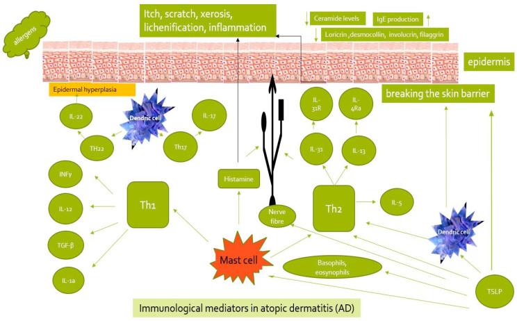https://cdn.ncbi.nlm.nih.gov/pmc/blobs/d993/11048200/f72f7ff07ac3/biomedicines-12-00867-g001.jpg