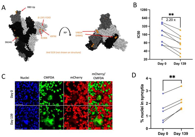 https://cdn.ncbi.nlm.nih.gov/pmc/blobs/d9c2/11437501/3846fd2931fc/viruses-16-01436-g006.jpg