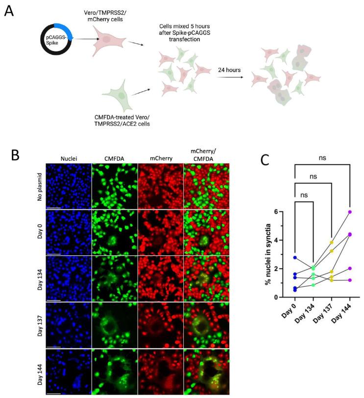https://cdn.ncbi.nlm.nih.gov/pmc/blobs/d9c2/11437501/53a34171578f/viruses-16-01436-g004.jpg
