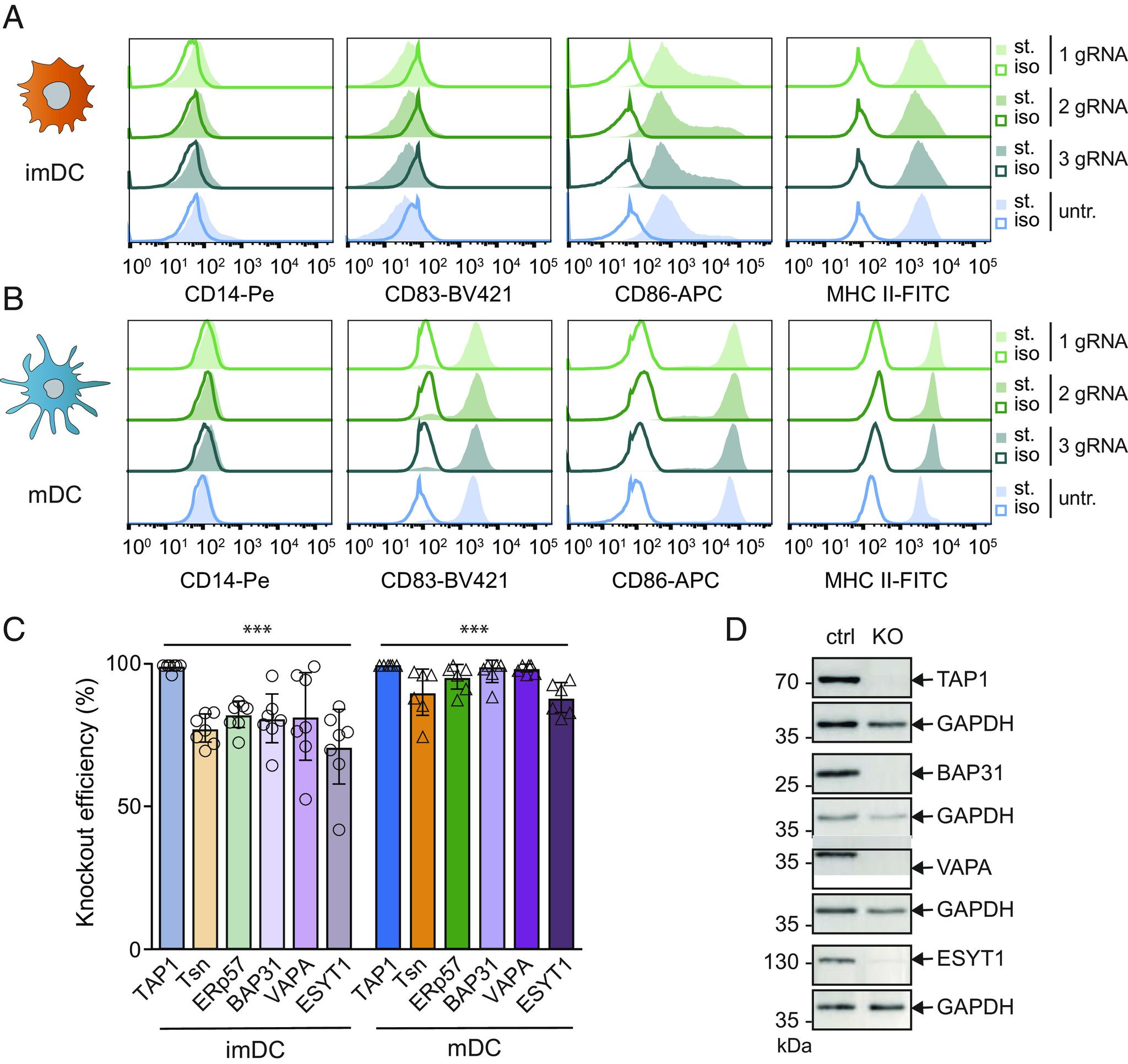 https://cdn.ncbi.nlm.nih.gov/pmc/blobs/d9c3/10288655/228216778f1b/pnas.2219790120fig05.jpg