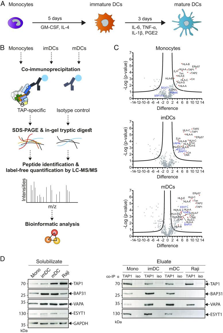 https://cdn.ncbi.nlm.nih.gov/pmc/blobs/d9c3/10288655/8c007293e0be/pnas.2219790120fig01.jpg