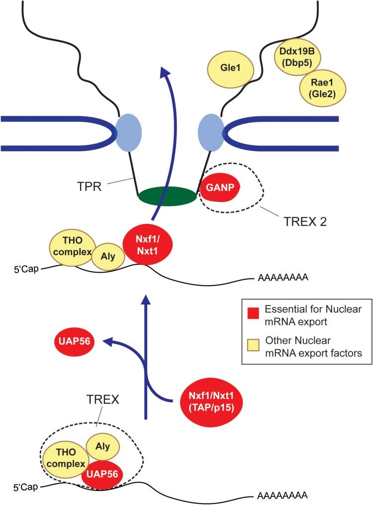 https://cdn.ncbi.nlm.nih.gov/pmc/blobs/da21/6199362/6613a1fd5e23/fgene-09-00440-g001.jpg