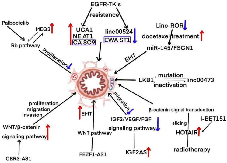 https://cdn.ncbi.nlm.nih.gov/pmc/blobs/da2c/12292587/fb1f41bed251/biomolecules-15-00968-g002.jpg