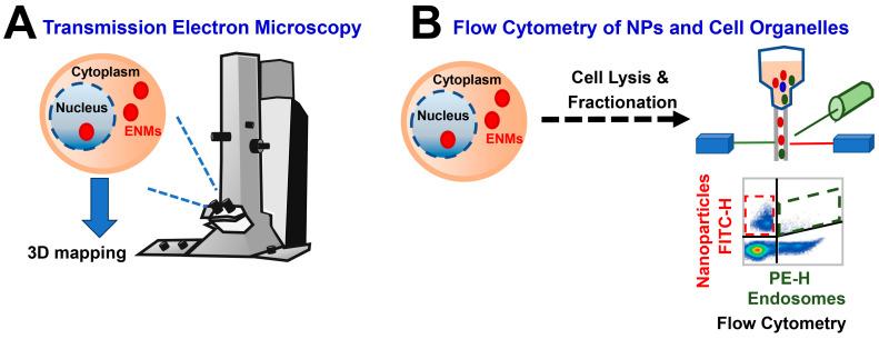 https://cdn.ncbi.nlm.nih.gov/pmc/blobs/da42/11504605/867e67cff7a5/biomedicines-12-02401-g002.jpg