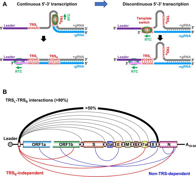 https://cdn.ncbi.nlm.nih.gov/pmc/blobs/da49/8287790/7ff05ca3b7dd/13578_2021_643_Fig3_HTML.jpg