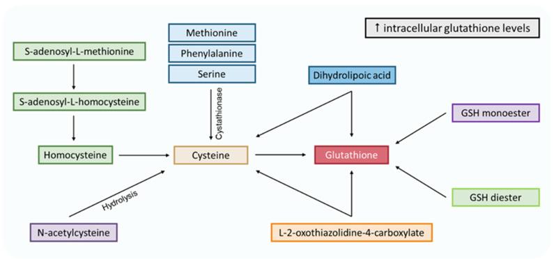 https://cdn.ncbi.nlm.nih.gov/pmc/blobs/da57/10135322/b766196c772f/antioxidants-12-00834-g005.jpg