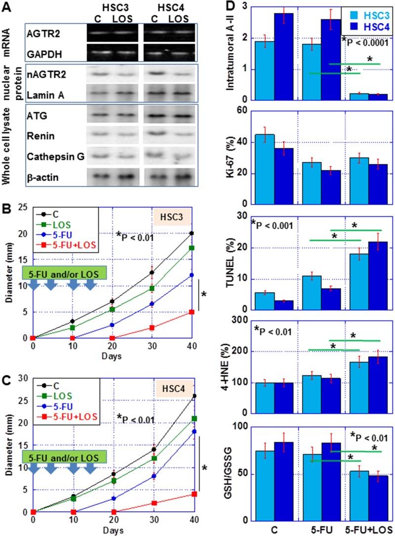 https://cdn.ncbi.nlm.nih.gov/pmc/blobs/da98/6290968/1dfc163e2cce/oncotarget-09-36561-g006.jpg