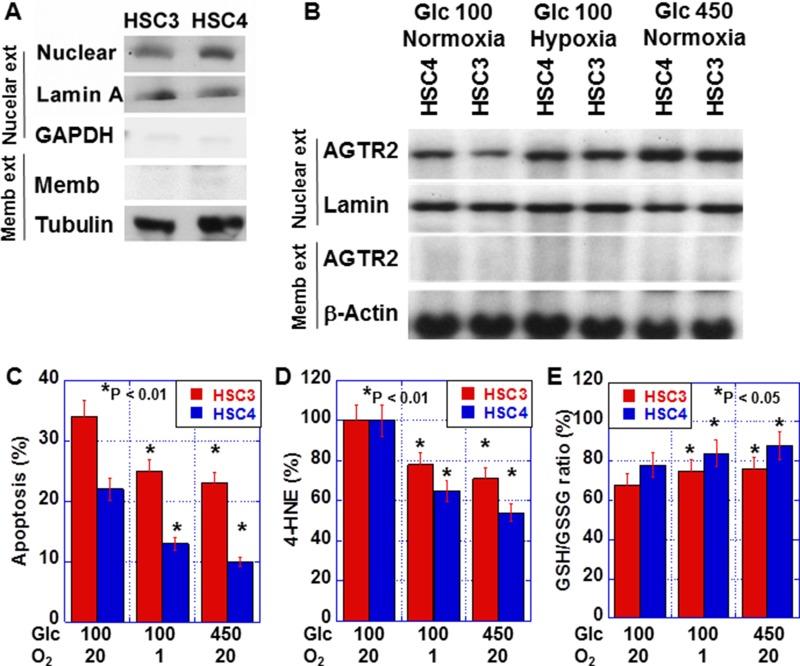 https://cdn.ncbi.nlm.nih.gov/pmc/blobs/da98/6290968/8d2a91b7af05/oncotarget-09-36561-g004.jpg