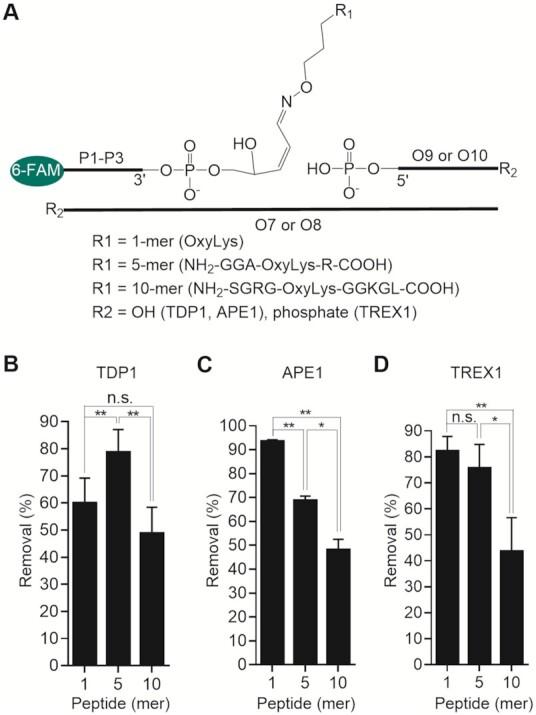 https://cdn.ncbi.nlm.nih.gov/pmc/blobs/daae/9023300/3367bf216a32/gkac185fig4.jpg