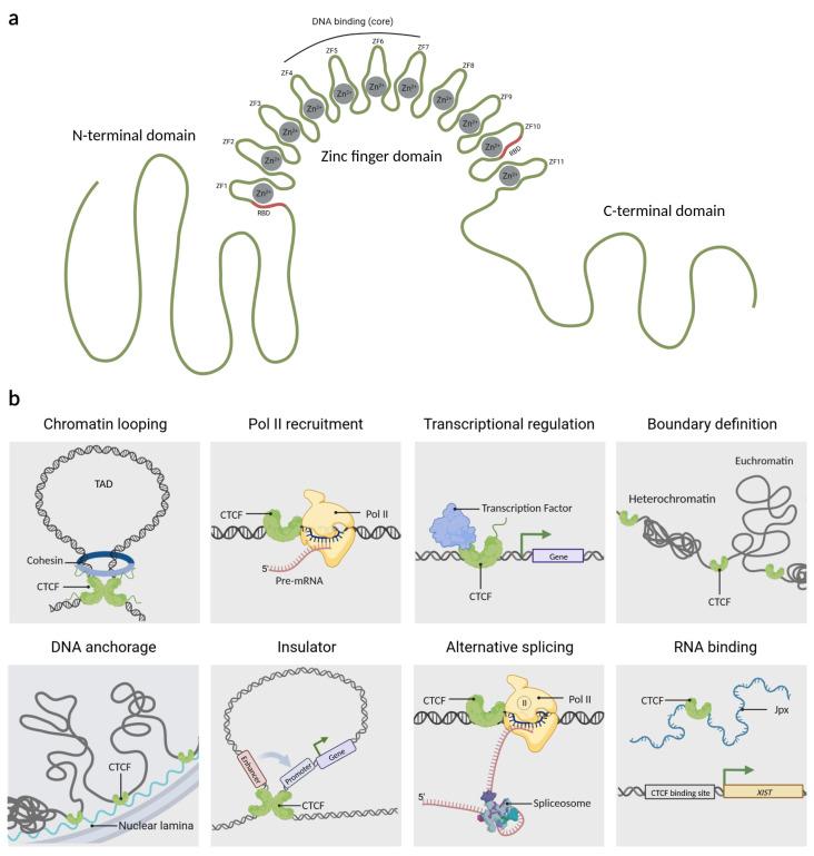 https://cdn.ncbi.nlm.nih.gov/pmc/blobs/daf4/10216408/c0a2ee186761/cells-12-01357-g001.jpg