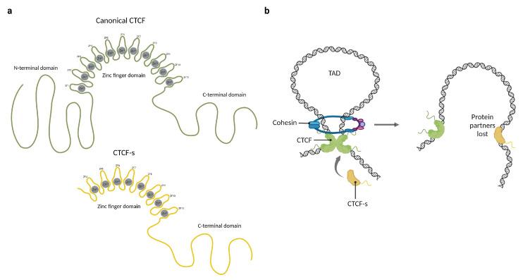 https://cdn.ncbi.nlm.nih.gov/pmc/blobs/daf4/10216408/f7342aa8add2/cells-12-01357-g002.jpg