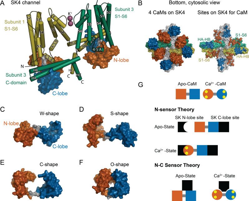 https://cdn.ncbi.nlm.nih.gov/pmc/blobs/db0a/9803350/40d8c8bb5d35/elife-81303-fig1.jpg
