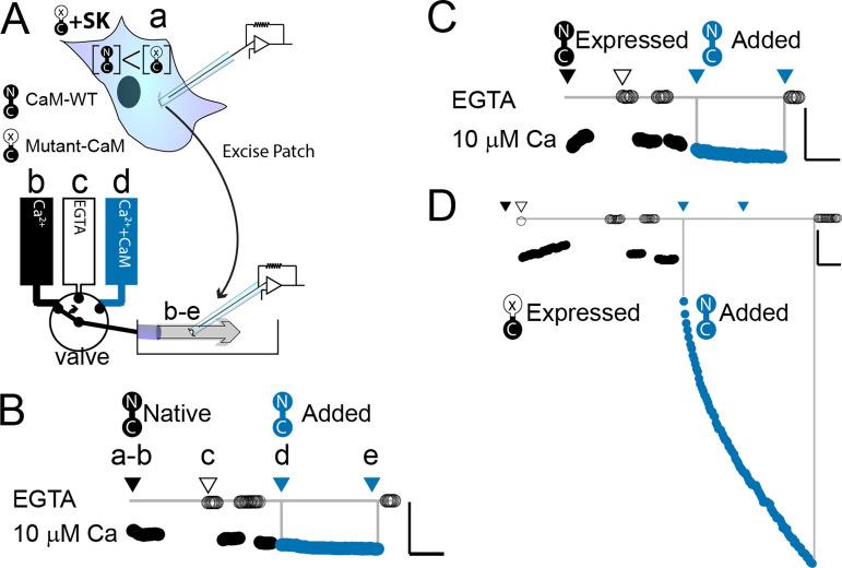 https://cdn.ncbi.nlm.nih.gov/pmc/blobs/db0a/9803350/d2d73afcb129/elife-81303-fig2.jpg