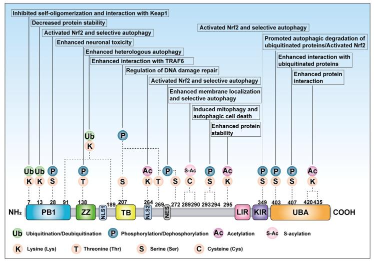 https://cdn.ncbi.nlm.nih.gov/pmc/blobs/db0c/12249475/16efea22fbf1/cells-14-01016-g004.jpg