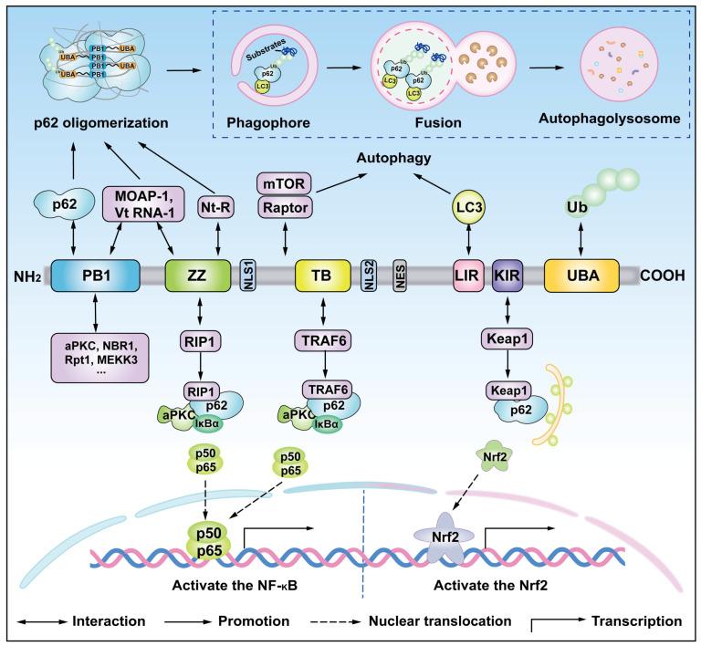 https://cdn.ncbi.nlm.nih.gov/pmc/blobs/db0c/12249475/5a115fbb8932/cells-14-01016-g003.jpg