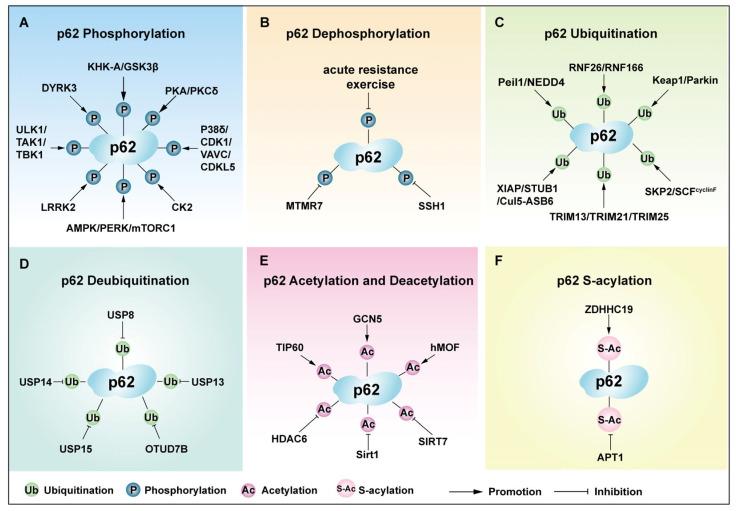 https://cdn.ncbi.nlm.nih.gov/pmc/blobs/db0c/12249475/a1dd424550ed/cells-14-01016-g005.jpg