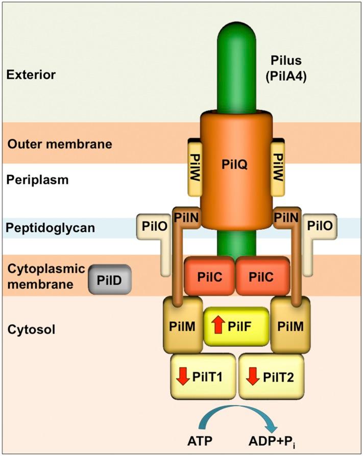https://cdn.ncbi.nlm.nih.gov/pmc/blobs/db6b/4463427/cdb96b20ba11/elife07380f001.jpg