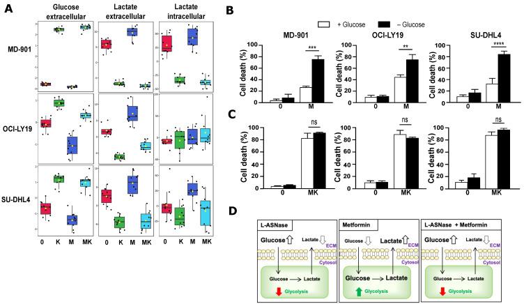 https://cdn.ncbi.nlm.nih.gov/pmc/blobs/db77/11816127/49ba5d148985/cancers-17-00394-g003.jpg