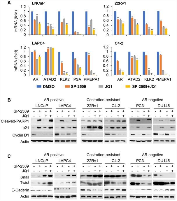 https://cdn.ncbi.nlm.nih.gov/pmc/blobs/db8d/6977660/93fb7bb65d41/aging-12-102630-g006.jpg