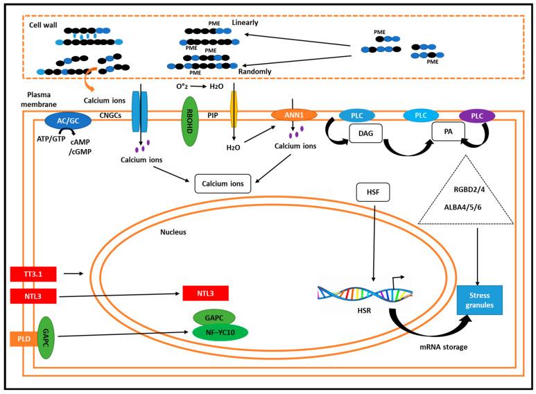 https://cdn.ncbi.nlm.nih.gov/pmc/blobs/db8e/11768255/99cfeadaebdf/plants-14-00152-g004.jpg