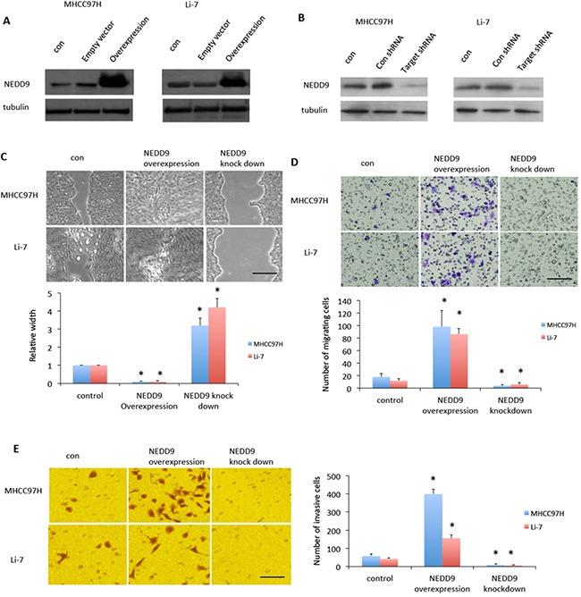 https://cdn.ncbi.nlm.nih.gov/pmc/blobs/dbb8/5352091/54ca166d77c1/oncotarget-08-1714-g002.jpg