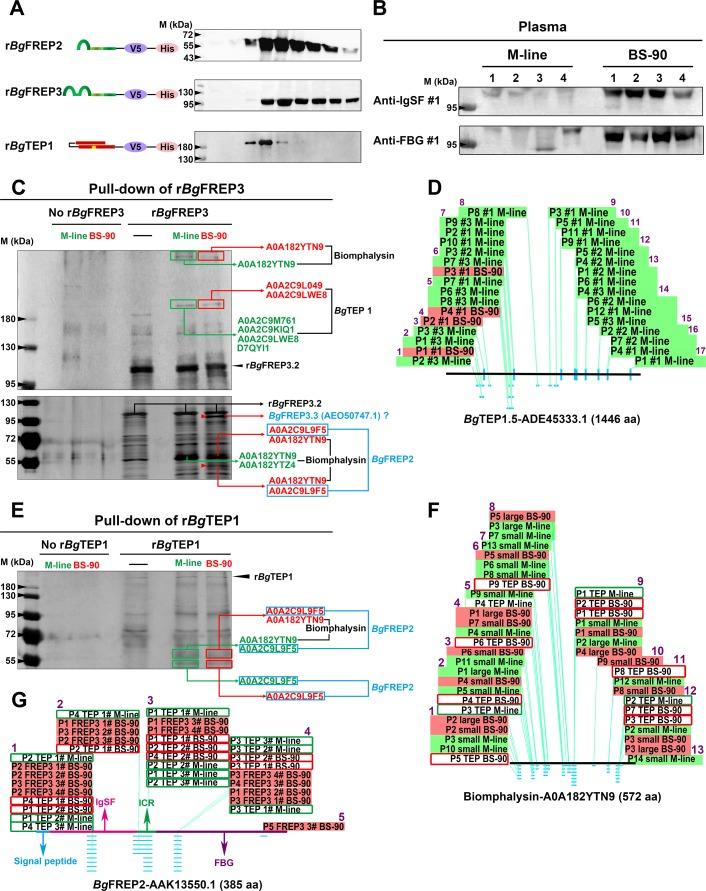 https://cdn.ncbi.nlm.nih.gov/pmc/blobs/dbe6/6970513/773eb1957376/elife-51708-fig1.jpg