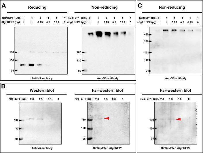 https://cdn.ncbi.nlm.nih.gov/pmc/blobs/dbe6/6970513/c2d052364091/elife-51708-fig3.jpg